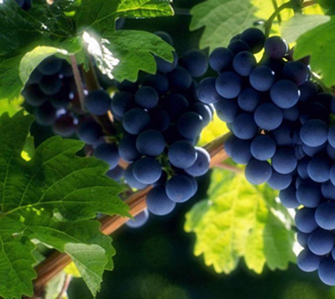 Мысль виноградной лозы